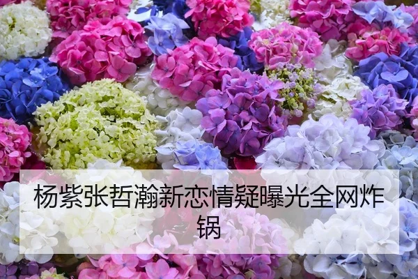 杨紫张哲瀚新恋情疑曝光全网炸锅